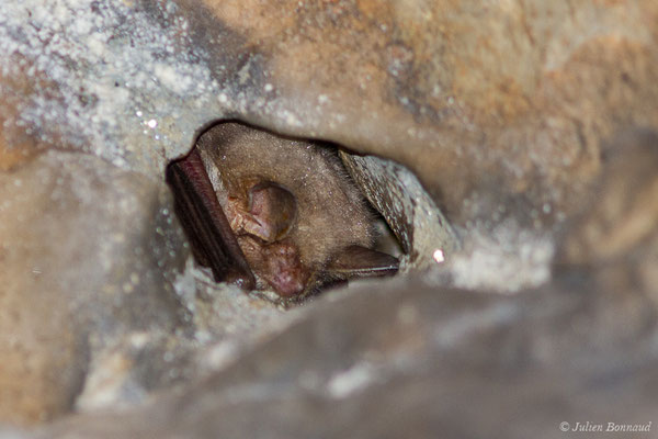 Grand murin — Myotis myotis (Borkhausen, 1797), (Camous (65), France, le 09/03/2021)