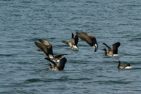 Bernache cravant — Branta bernicla (Linnaeus, 1758), (Baie de Saint-Brieuc, Hillion (22), France, le 14/11/2017)