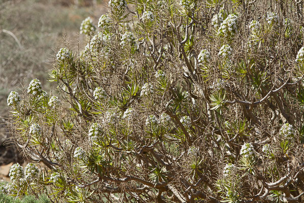 Echium famarae Lems & Holzapfel, (Betancuria, Fuerteventura, (Iles Canaries, Espagne), le 17/02/2022)