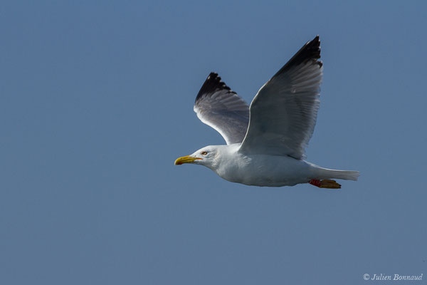 Goéland cantabrique — Larus michahellis lusitanius Joiris, 1978, (Saint-Jean-de-Luz (64), France, le 20/04/2019)