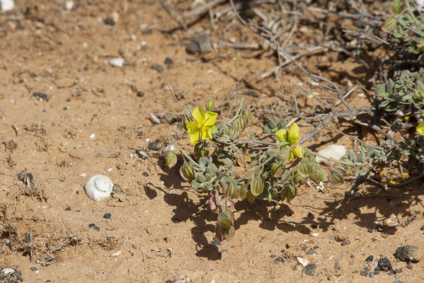 Hélianthème des Canaries — Helianthemum canariense (Jacq.) Pers., 1806