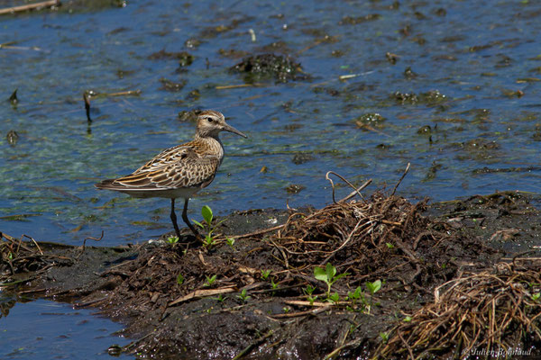 Bécasseau tacheté ou Bécasseau à poitrine cendrée — Calidris melanotos (Vieillot, 1819), (adulte, plumage internuptial), (Marais Leblond, Cayenne, Guyane, le 26/09/2016)