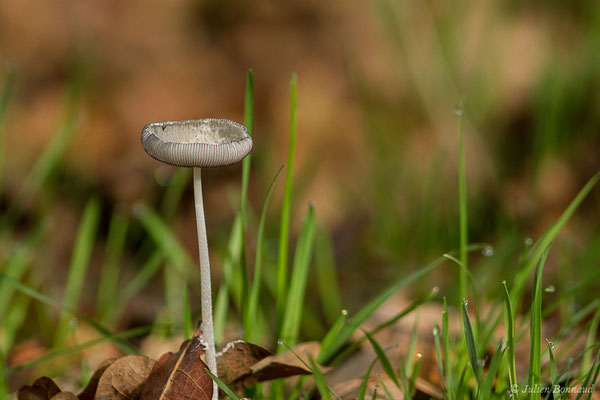 Coprin cendré (Coprinopsis cinerea) (Parbayse (64), France, le 24/10/2020)