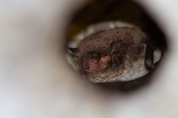 Murin de Daubenton — Myotis daubentonii (Kuhl, 1817), (Orthez (64), France, le 03/04/2025)