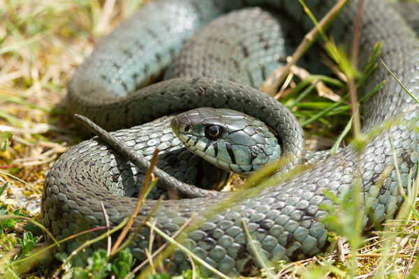 Couleuvre helvétique — Natrix helvetica (Lacepède, 1789), (Borce (64), France, le 18/05/2024)