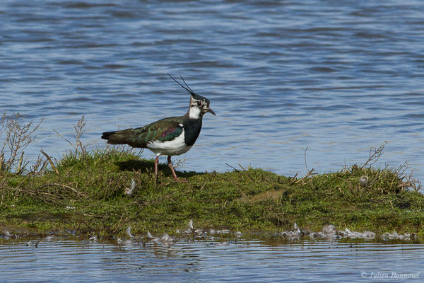 Vanneau huppé — Vanellus vanellus (Linnaeus, 1758), (Réserve ornithologique du Teich (33), France, le 15/02/2021)