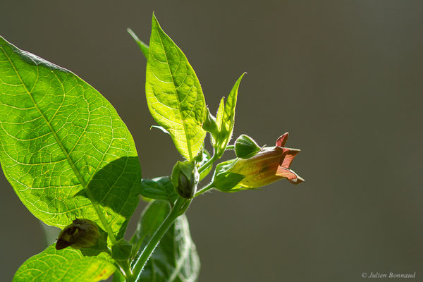 Belladone — Atropa belladonna L., 1753, (Etsaut (64), France, le 03/06/2022)