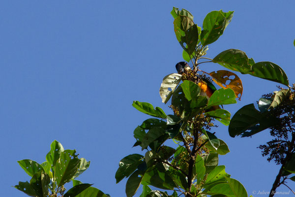 Caïque maïpouri — Pionites melanocephalus (Linnaeus, 1758), (sentier du Rorota, Remire-Montjoly, Guyane, le 23/07/2016)