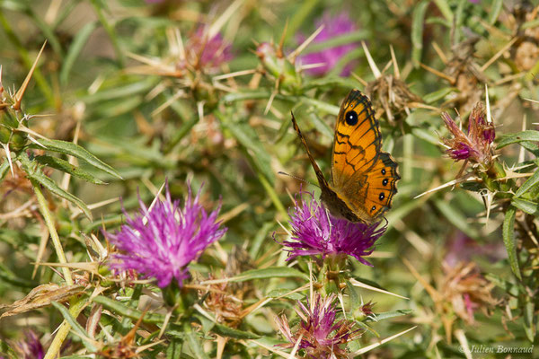 Mégère corse — Lasiommata paramegaera (Hübner, 1824), (Forêt d'Aitone, Évisa (2A), France, le 11/09/2019)