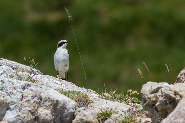 Traquet motteux — Oenanthe oenanthe (Linnaeus, 1758), (mâle adulte) (Col du Pourtalet, Laruns (64), France, le 06/07/2019)