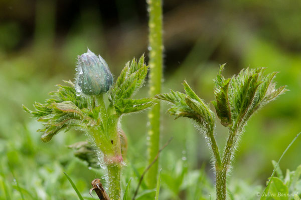 Pulsatille des Alpes — Pulsatilla alpina (L.) Delarbre, 1800
