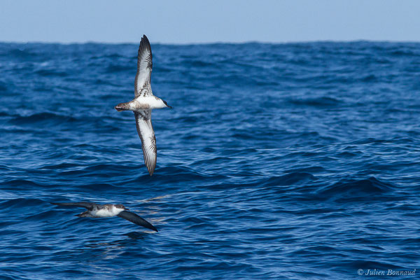 Puffin majeur – Ardenna gravis (O'Reilly, 1818), (Saint-Jean-de-Luz (64), France, le 05/10/2019)