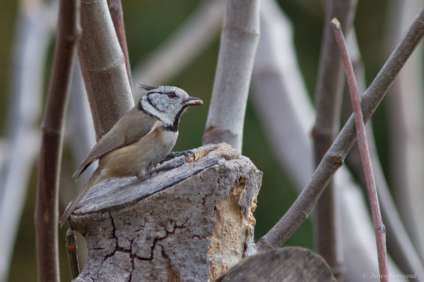 Mésange huppée — Lophophanes cristatus (Linnaeus, 1758), (Toulon (83), France, le 17/02/2025)