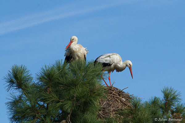 Cigogne blanche — Ciconia ciconia (Linnaeus, 1758), (couple) (réserve ornithologique du Teich (33), France, le 24/01/2018)