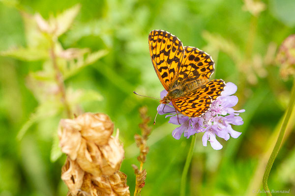 Petite Violette — Boloria dia (Linnaeus, 1767), (Urdos (64), France, le 26/06/2023)