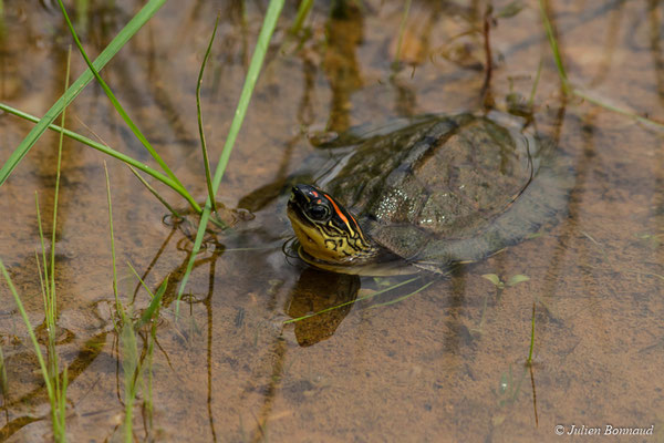 Tortue ponctulaire (Rhinoclemmys punctularia) (sub-adulte) (mine d'or Espérance, Apatou, le 11/05/2017)
