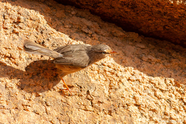 Dromoïque du désert — Scotocerca inquieta Fregin, Haase, Olsson & Alström, 2012, (Tafraoute, (Souss-Massa), Maroc, le 04/02/2023)