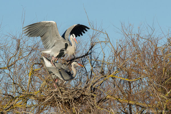 Héron cendré — Ardea cinerea Linnaeus, 1758, (Parc ornithologique de Pont de Gau (13), France, le 20/02/2020)