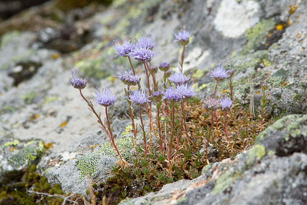 Jasione crépue — Jasione crispa (Pourr.) Samp., 1921, (Parc naturel du lac de Sanabria (Zamora), Espagne, le 06/07/2022)