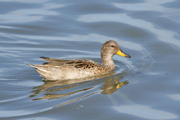 Hybride (non naturel) Sarcelle d'hiver — Anas crecca Linnaeus, 1758, X Sarcelle tachetée — Anas flavirostris Vieillot, 1816, (Réserve ornithologique du Teich (33), France, le 18/10/2022)