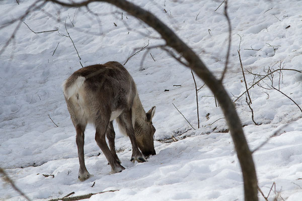 Renne — Rangifer tarandus (Linnaeus, 1758), (Parc faunistique Lacuniacha, Huesca, Espagne, le 09/02/2020)
