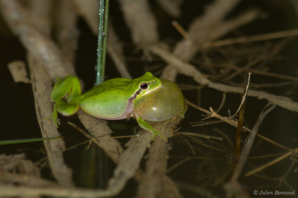 Rainette méridionale – Hyla meridionalis Böttger, 1874, (Pihourc, Lieoux (31), France, le 10/04/2019)