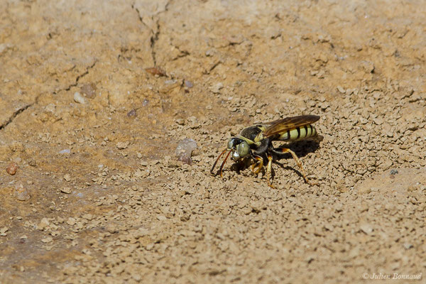 Bembex à rostre – Bembix rostrata (Linnaeus, 1758), (Reserve naturelle des Lagunes de Villafáfila (Castille-et-León), Espagne, le 01/08/2020)