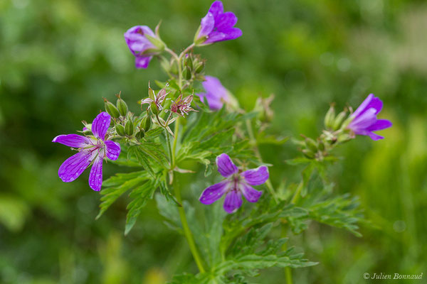 Géranium des bois — Geranium sylvaticum L., 1753, (Station de ski de Gourette, Eaux Bonnes (65), France, le 15/06/2020)