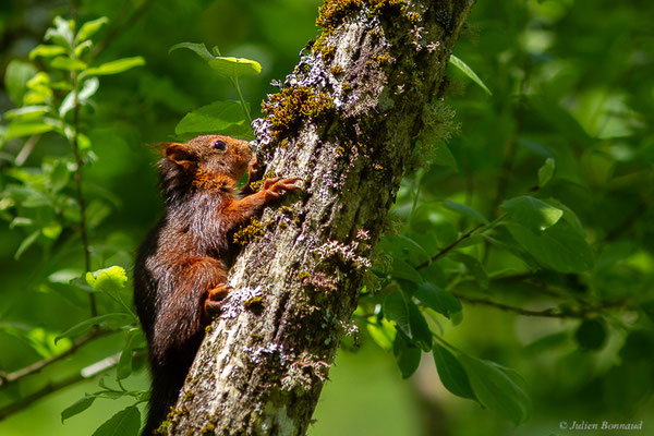 Écureuil roux — Sciurus vulgaris Linnaeus, 1758