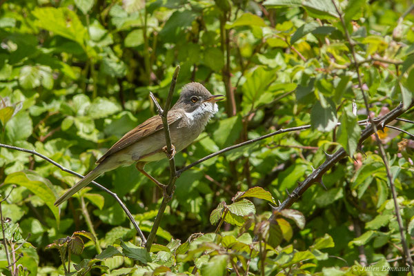 Fauvette grisette — Curruca communis (Latham, 1787), (mâle chanteur) (Pihourc, Lieoux (31), France, le 29/05/2019)