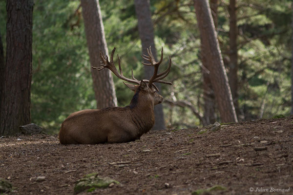 Cerf élaphe – Cervus elaphus Linnaeus, 1758, (Parc faunistique Lacuniacha, Huesca, Espagne, le 09/02/2020)