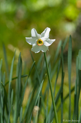 Narcisse des poètes — Narcissus poeticus L., 1753, (Urdos (64), France, le 29/04/2019)