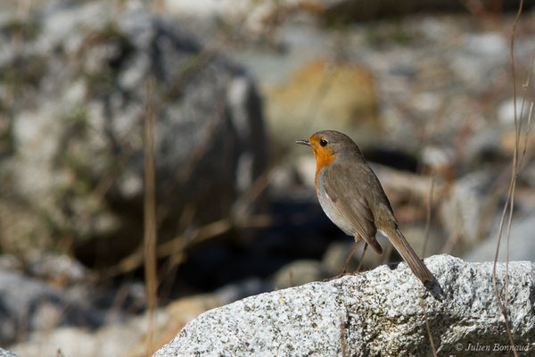 Rougegorge familier — Erithacus rubecula (Linnaeus, 1758), (Cauterets (65), France, le 30/03/2018)