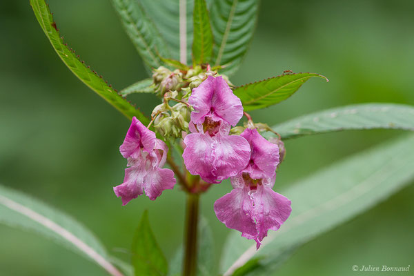 Balsamine de l'Himalaya ou Balsamine géante ou Balsamine rouge (Impatiens glandulifera) (Lacq (64), France, le 02/07/2020)