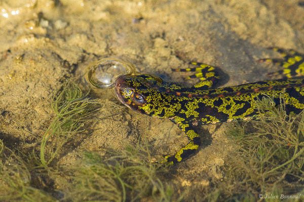 Triton marbré – Triturus marmoratus (Latreille, 1800), (Arbus (64), France, le 25/06/2019)