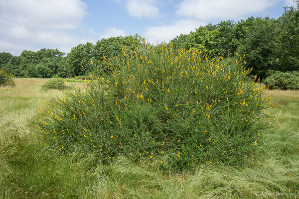 Adénocarpe plié ou Adénocarpe changé — Adenocarpus complicatus (L.) J.Gay, 1836