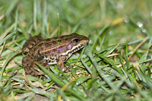 Grenouille de Graf — Pelophylax kl. grafi (Crochet, Dubois, Ohler & Tunner, 1995), (Garlin (40), France, le 07/03/2022)