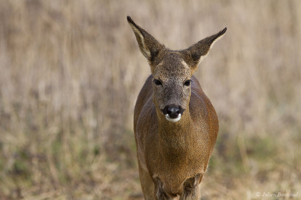 Chevreuil européen – Capreolus capreolus (Linnaeus, 1758), (Braud-et-Saint-Louis (33), le 06/03/2018)