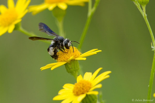 Andrena agilissima (Scopoli, 1770), (réservoir de La Barne, Jû-Belloc (32), France, le 29/05/2018)