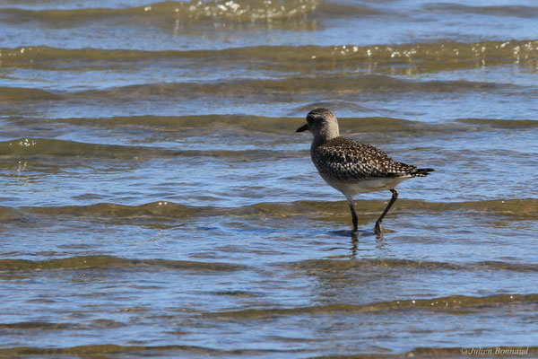 Pluvier argenté — Pluvialis squatarola (Linnaeus, 1758)