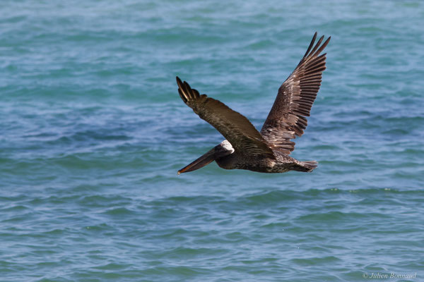 Pélican brun — Pelecanus occidentalis Linnaeus, 1766, (Saint-Anne, Guadeloupe, le 15/05/2016)
