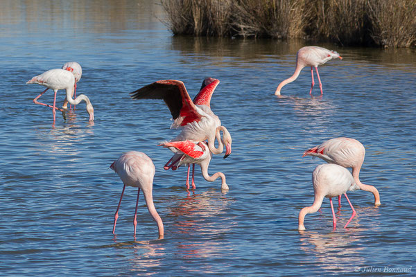 Flamant rose – Phoenicopterus roseus Pallas, 1811, (Parc ornithologique de Pont de Gau (13), France, le 20/02/2020)