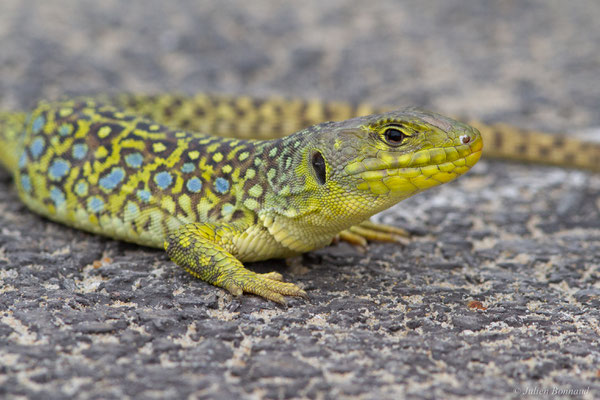 Lézard ocellé — Timon lepidus (Daudin, 1802), (femelle adulte), (Tarnos (64), France), le 05/06/2025)
