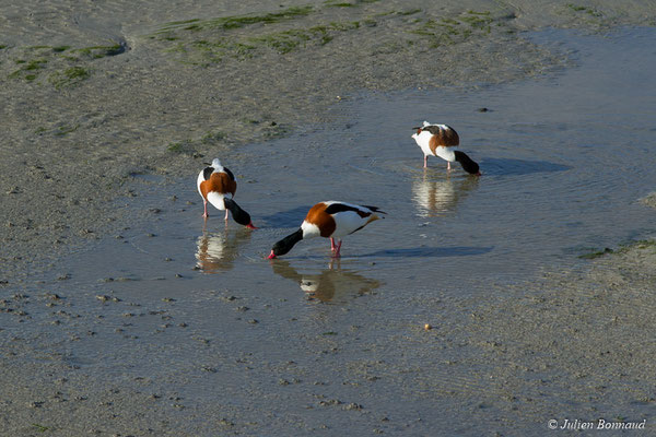 Tadorne de Belon — Tadorna tadorna (Linnaeus, 1758), (Baie de Saint-Brieuc, Hillion (22), France, le 24/11/2017)