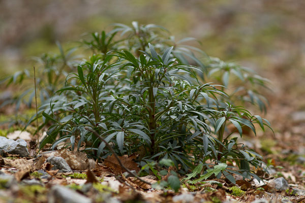 Ellébore fétide — Helleborus foetidus L., 1753