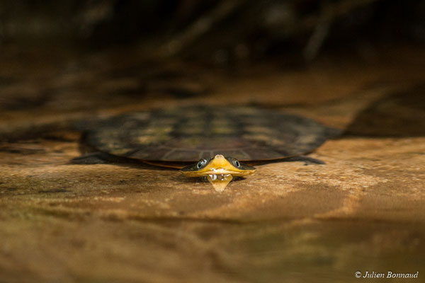Tortue de Schweigger ou Tortue à tête de crapaud — Mesoclemmys nasuta (Schweigger, 1812), (mine d'or Dorlin, Maripassoula, le 25/05/2017)