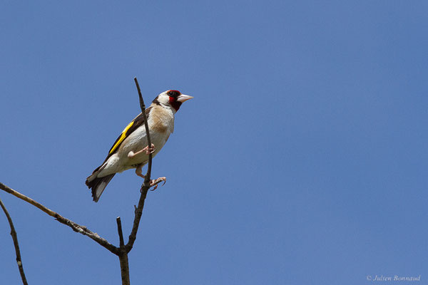 Chardonneret élégant — Carduelis carduelis (Linnaeus, 1758), (Bardenas Real, Arguedas (Aragon), Espagne, le 08/06/2022)