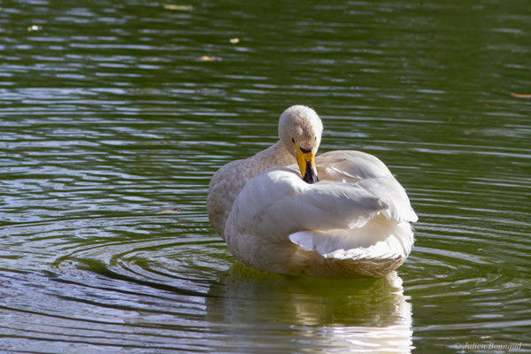 Cygne chanteur — Cygnus cygnus (Linnaeus, 1758), (Parc écologique de Plaiaundi, Irun (Pays basque), Espagne, le 11/11/2025)
