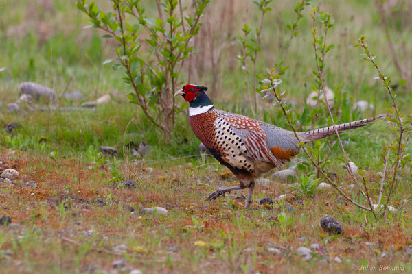 Faisan de Colchide — Phasianus colchicus Linnaeus, 1758, (mâle adulte), (Pardies (64), France, le 19/04/2025)