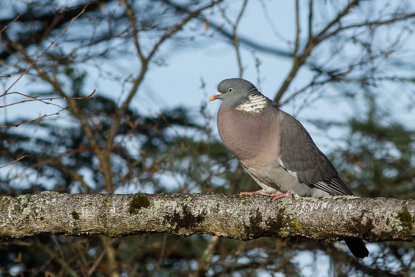 Pigeon ramier (Columba palumbus) (Pau (64), France, le 29/12/2019)